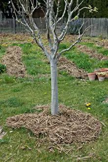 Manuring: Fruit-tree with horse manuring in a garden