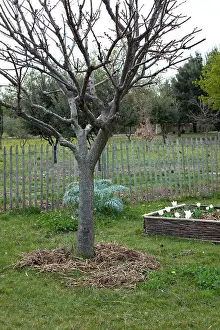 Manuring: Fruit-tree with horse manuring in a garden