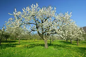 Avium: Fruit tree meadow - with flowering cherry trees