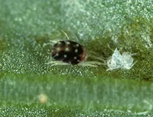 Acari: Fruit-tree red spider mite