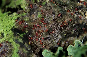 Mite: Fruit tree red spider mite overwintering eggs