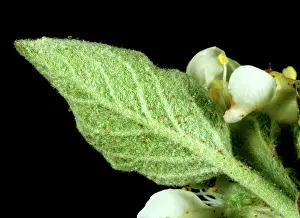 Mites: Fruit tree red spider mites