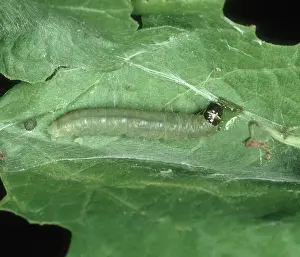 Webbed: Fruit tree tortrix larva