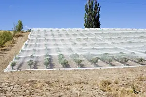 Netting: Fruit trees - young trees covered by protective
