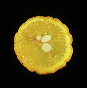 Trifoliata: Fruit of Trifoliate Orange