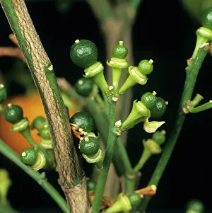 Conservatory: Fruitlets on Calamondin Orange