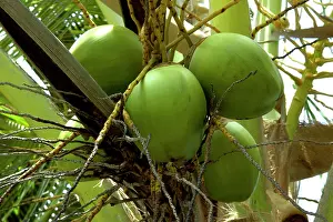 Lucia: Fruits of Calabash Tree - National Tree of St. Lucia