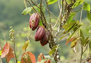 Trinidad: Fruits of Cocoa / Cacao Tree in plantation, Trinidad