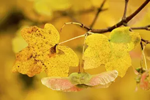 Campestre: Fruits of field maple in autumn