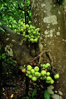 Variegata: Fruits of fig tree