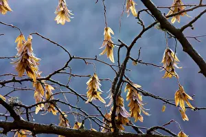 Hornbeam: Fruits of hornbeam - in winter