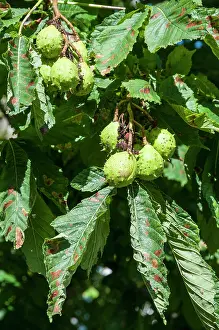 310821: Fruits of Horse chestnut, (Aesculus hippocastanum)
