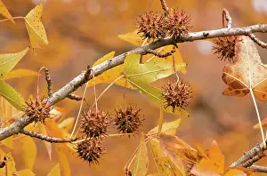 Liquidambar: Fruits and leaves of American sweetgum - in autumn