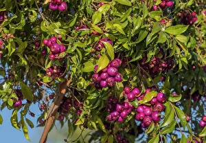 Lilly: Fruits of Lilly pilly tree, Syzygium smithii. Australia