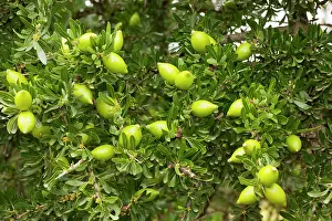 Argan: Fruits of the rare Argan tree