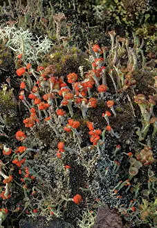 Acid: A fruticose lichen, Cladonia diversa growing on