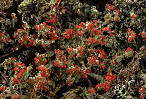 Acid: A fruticose lichen, Cladonia floerkeana growing