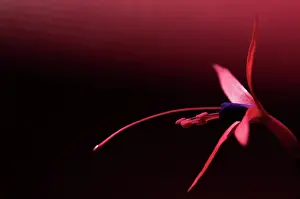 Erotic: Fuchsia