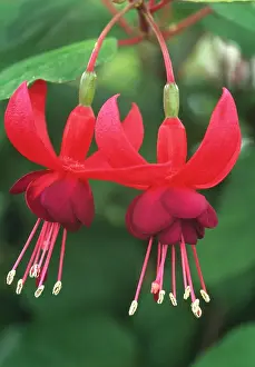Fuchsia: Fuchsia