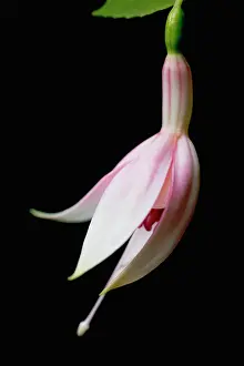 Fuchsia: Fuchsia