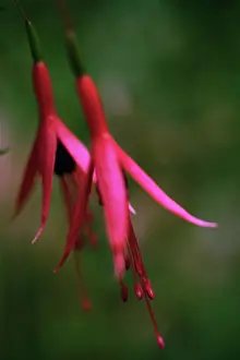 Fuchsia: Fuchsia