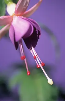 Fuchsia: Fuchsia