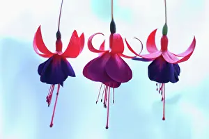 Fuchsia: Fuchsia