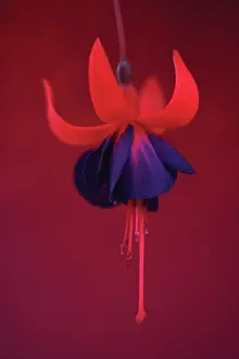 Fuchsia: Fuchsia