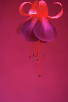 Fuchsia: Fuchsia
