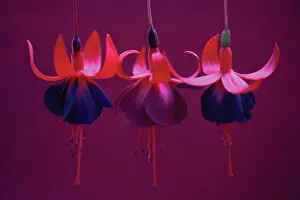Fuchsia: Fuchsia