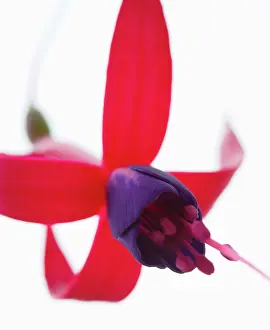 Fuchsia: Fuchsia