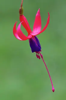 Fuchsia: Fuchsia