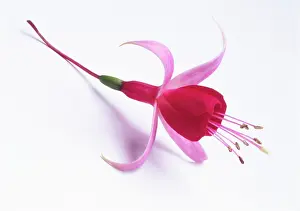 Fuchsia: Fuchsia