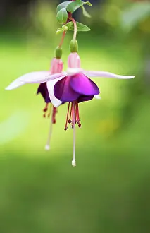 Fuchsia: Fuchsia