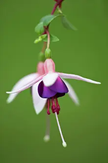 Fuchsia: Fuchsia
