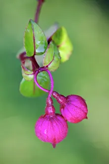 Fuchsia: Fuchsia