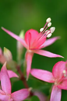 Fuchsia: Fuchsia