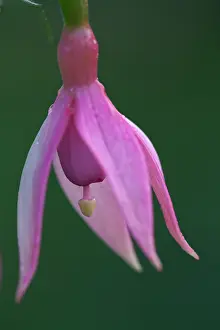 Fuchsia: Fuchsia