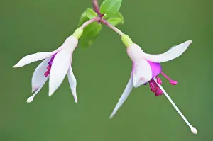 Fuchsia: Fuchsia