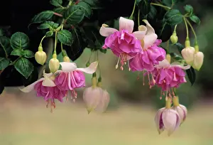 Fuchsia: Fuchsia