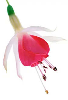 Fuchsia: Fuchsia