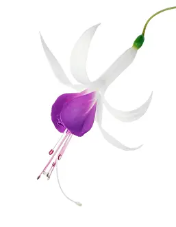 Fuchsia: Fuchsia