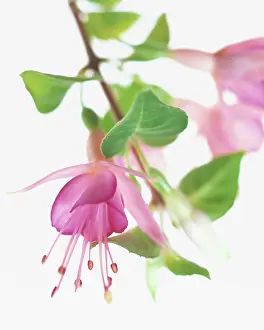 Fuchsia: Fuchsia