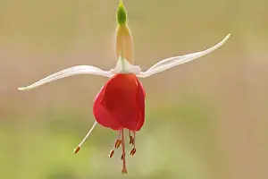 Fuchsia: Fuchsia