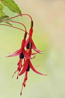 Fuchsia: Fuchsia