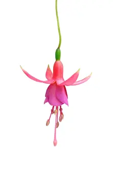 Fuchsia: Fuchsia