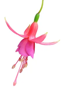 Fuchsia: Fuchsia