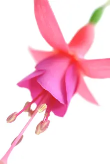 Fuchsia: Fuchsia