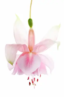 Fuchsia: Fuchsia