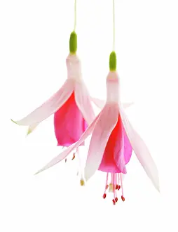 Fuchsia: Fuchsia